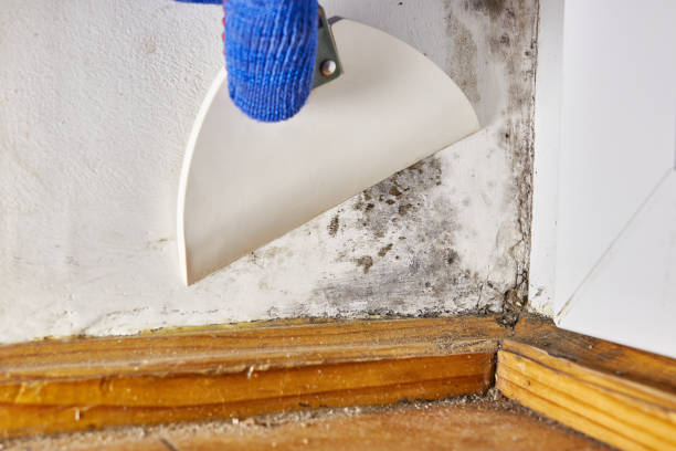 Best Forensic Mold Investigation  in Western Springs, IL